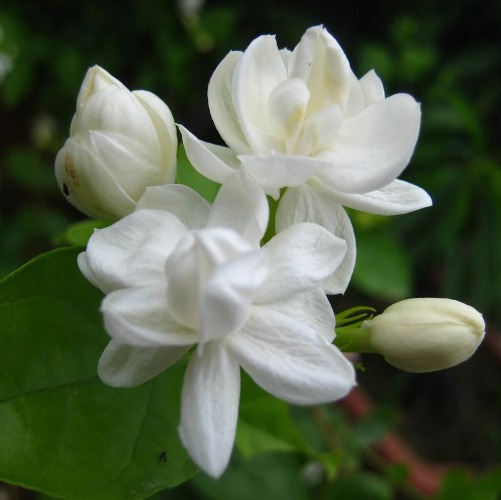Jasmine Pure Floral Absolutes 4